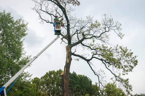 Best Tree and Shrub Care  in Upton, WY