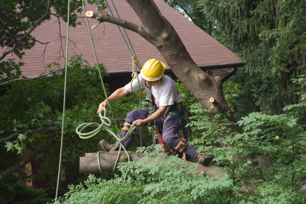 Professional Tree Removal Services in Upton, WY