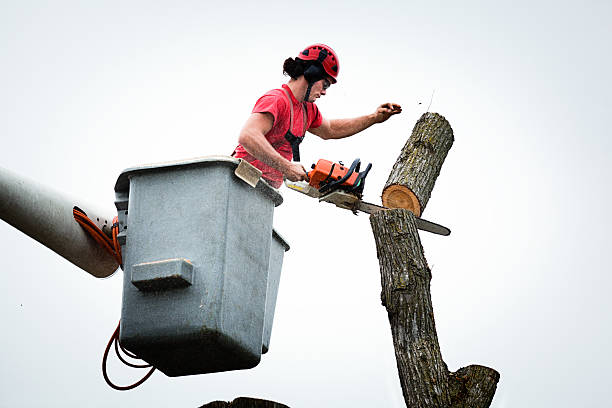 Best Tree Cabling and Bracing  in Upton, WY